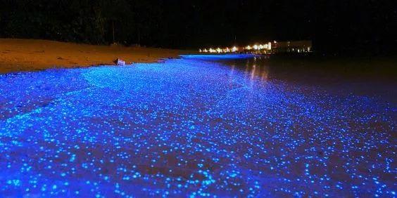 小型海鱼突然喷火反杀天敌，这次谁还敢打它的主意？