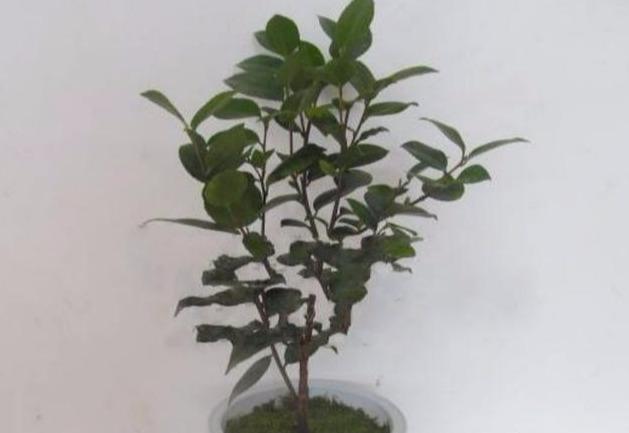 栽种茶花可别这么做，这可是害人不浅的做法，赶紧采取措施吧