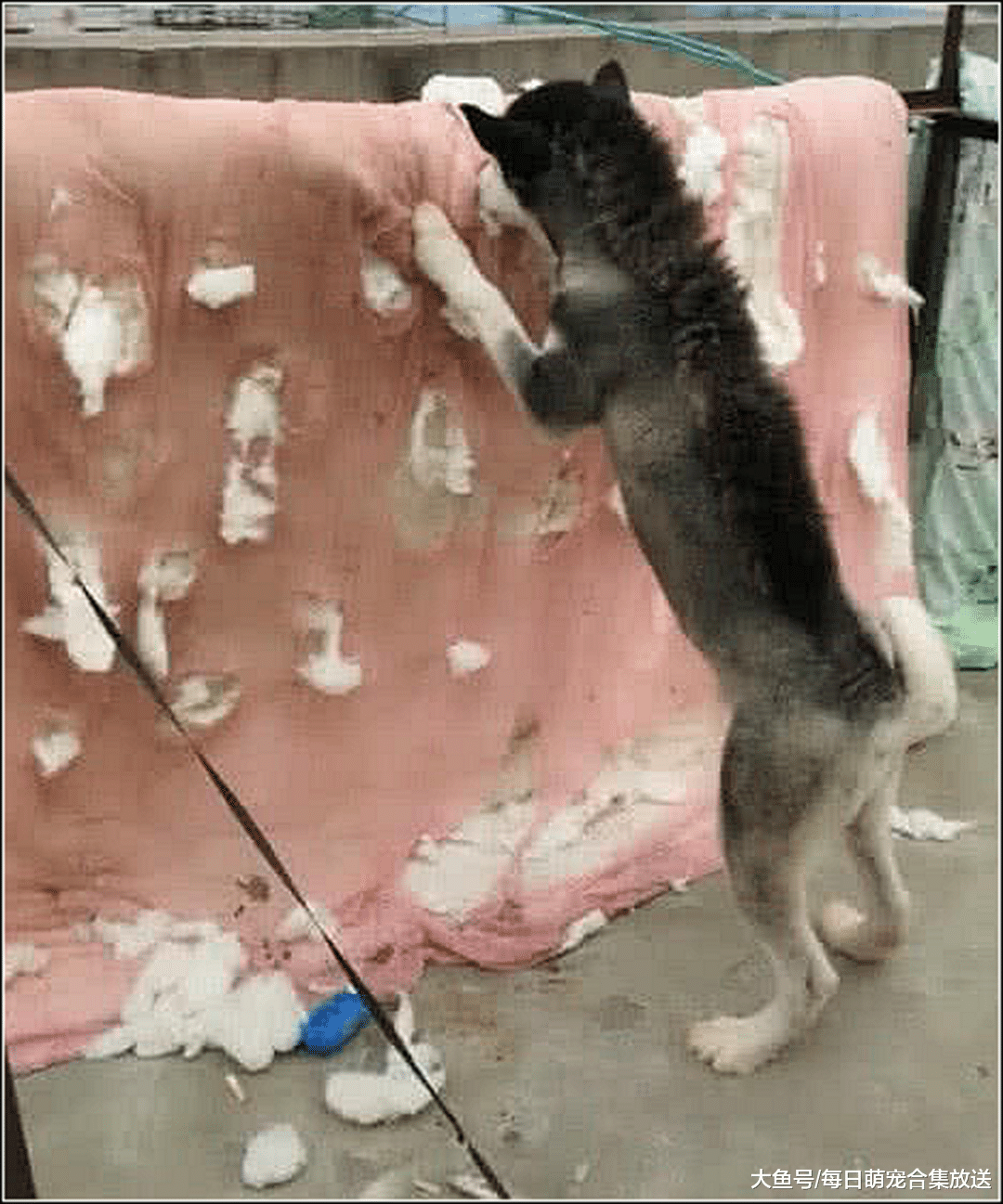 男子骗二哈剪造型，隔天发现它在天台玩，跑上去一看无法淡定了