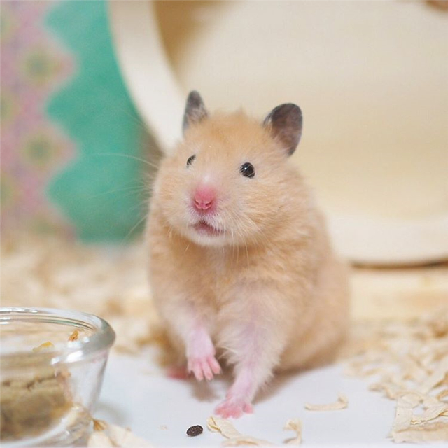 仓鼠向主人露牙齿，并非是在生气，而是喜欢主人的表现