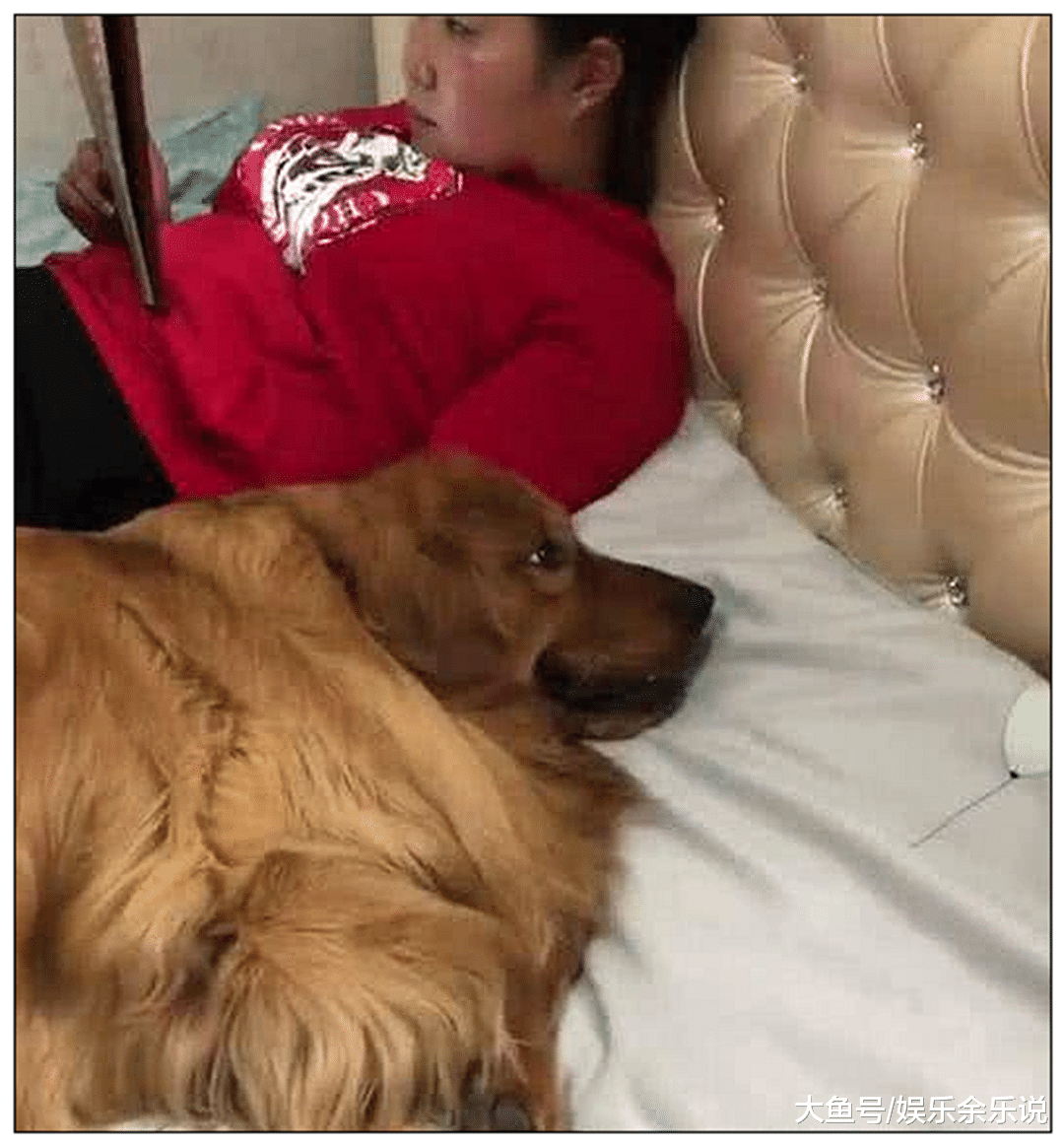 金毛想跟女友一起睡觉，却遭到男主驱赶，下一秒的表情亮了！