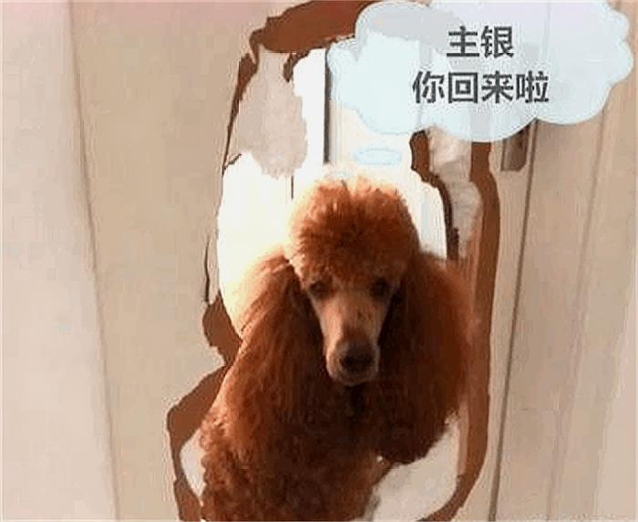 主人出去玩，如果不带狗的话，回家后你敢睁开眼睛看吗？