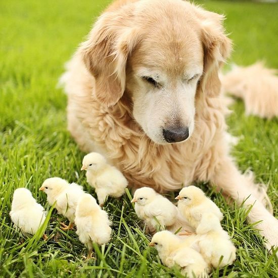 宝藏男孩窦骁为什么不养宠物？什么人不适合养宠物？