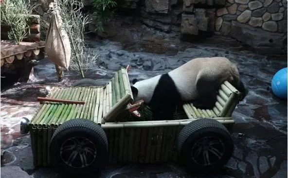 国宝大熊猫9岁大寿喜提豪车，豪华冰果蛋糕吃到腻！