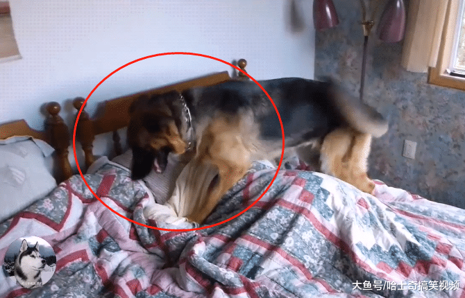 德牧当了女主3年的“闹钟”，结果还被嫌弃，真是操碎了心