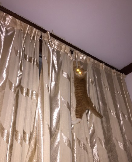 有同款爱爬高的喵么, 要不是有房顶, 我家猫能上天!