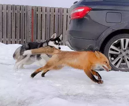 网友领回只狐狸，结果家里二哈就变得不正常了...