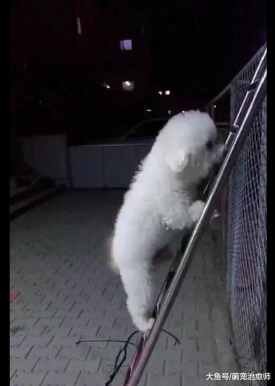 主人搬來梯子上房頂干活，比熊看后馬上就學會爬梯子了，好聰明啊