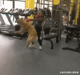 男子带金毛去健身房，换完衣服出来后崩溃，老脸一红默默离开