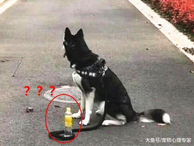 万物皆可拴！小伙遛狗急着去厕所，灵机一动暴露了二哈单纯的智商