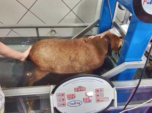 一只胖到走不了路的流浪狗，在正能量的影响下成功减肥三十磅