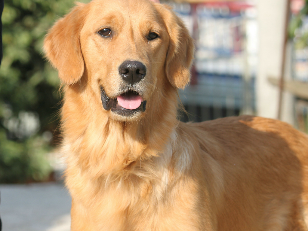 尿液为宠物带来的麻烦