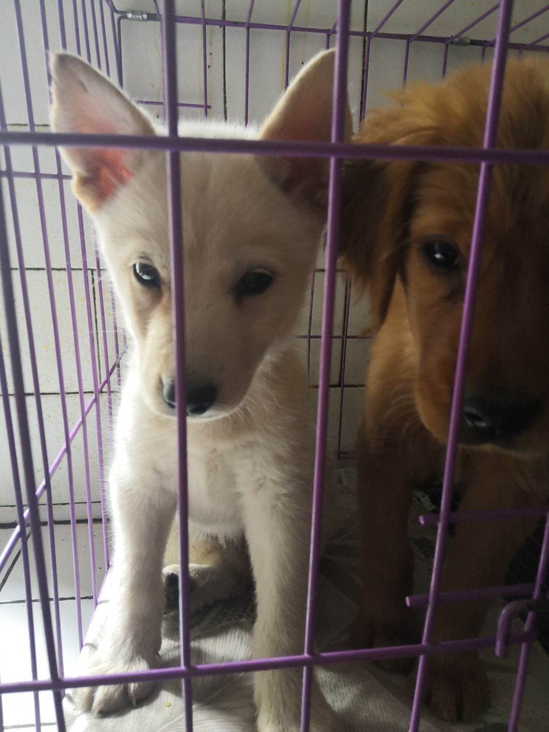 花了1500元在网上买了只白色哈士奇，收到货后却傻了