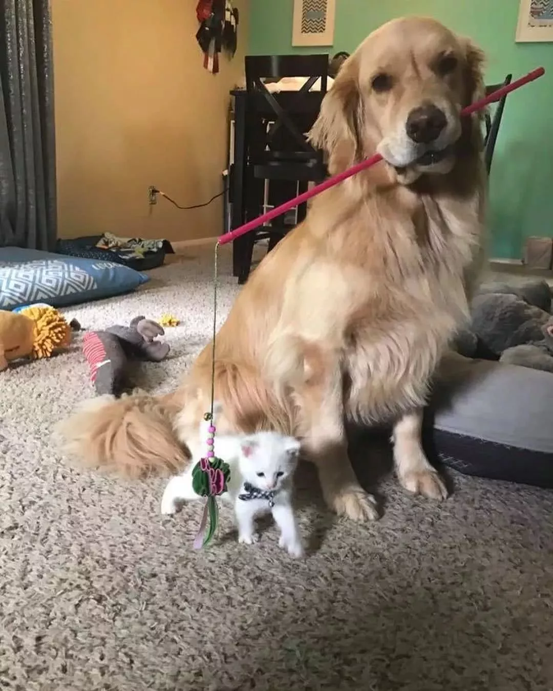 多指症小猫遭嫌弃，大金毛却Pick了它：以后，我罩你！