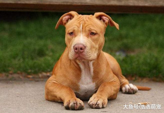 最凶猛的5种狗，见了它们一定要躲远点，最好是绕路走