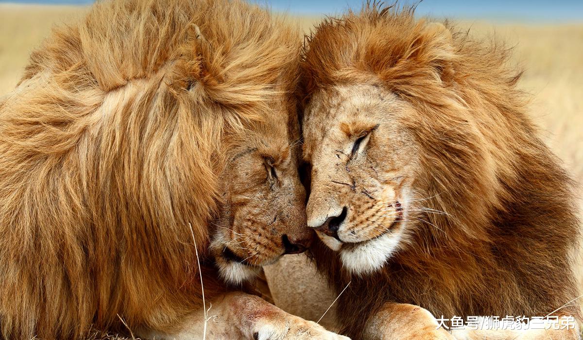 狮群里的趣事，雄狮要让自己后代更强大，雌狮偏不让它如意