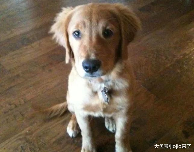 妻子孩子都睡着，金毛狗狗却不停吠叫，他出去一看惊呆