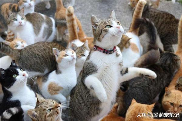 号称有三百只喵的撸猫圣地，虽名不副实，但是猫咪依然多到随便抱