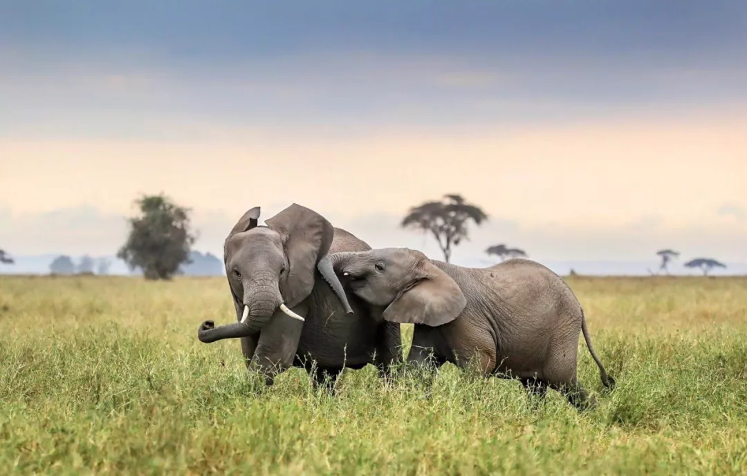 遭遇肯尼亚（一）跟着肖戈拍大象