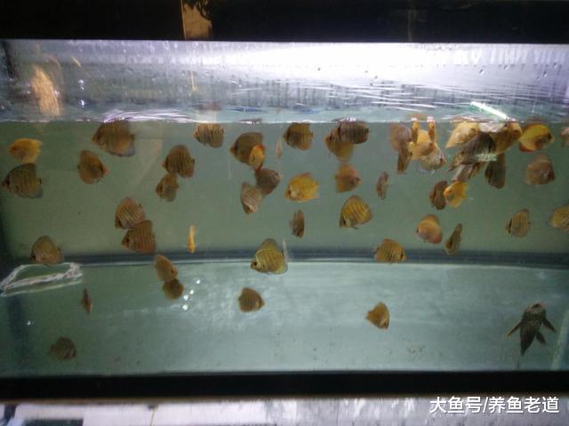 不是說我們整天守在魚缸前就能觀察出魚病的，這里邊有個訣竅！