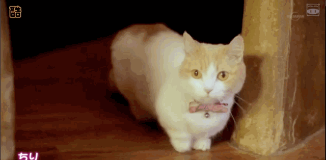 我虽然长得很凶，但我爱猫啊！
