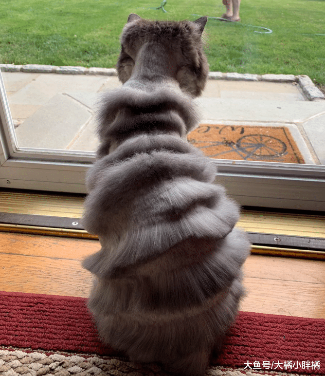 父亲给爱猫剪了个新发型，女儿看了直呼太丑，网友们却觉得很有范