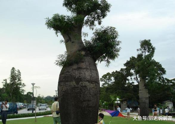 沙漠最能活的＂花瓶树＂，储水2吨，引进国内却成了笑柄！