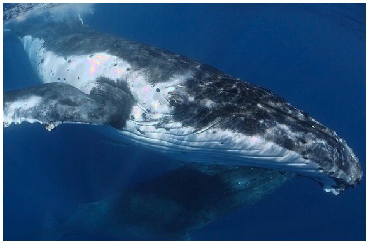 这种鲸鱼是海洋麦霸, 副歌、前奏都会拿捏, 性格很大哥大