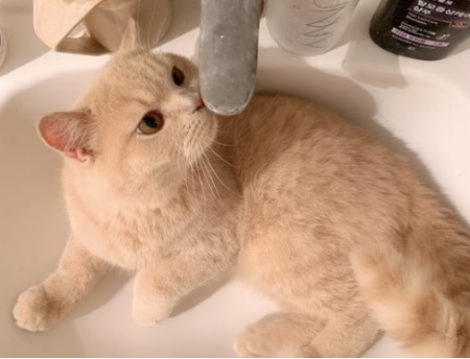 哪些人群适合养猫？在养猫的时候需要注意哪些事情？