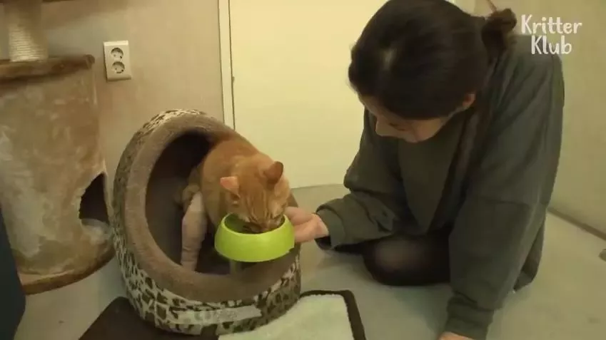 因为爱，这只橘猫爆瘦成一道闪电