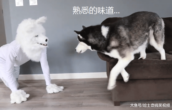 男子带上狼头套，结果二哈以为是它同类，主人自己也笑翻了