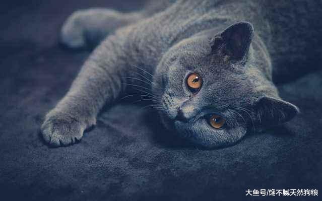 猫咪“真心爱你”的5个表现，如全中你就偷着乐吧！