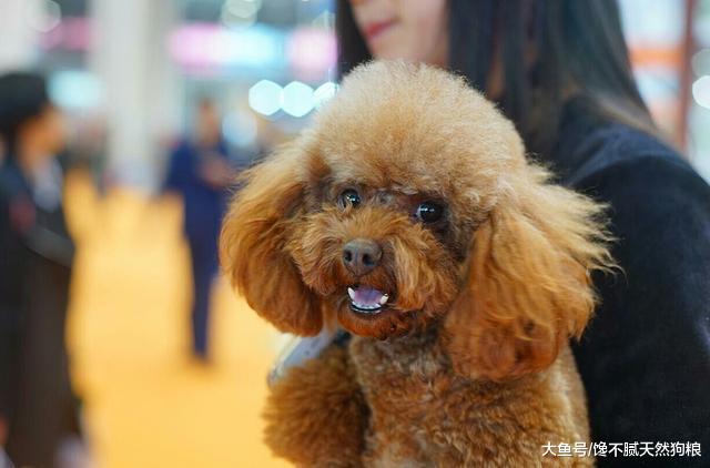 泰迪“长大成狗”的5个标志，命中3个说明它长大了，你家的有吗？