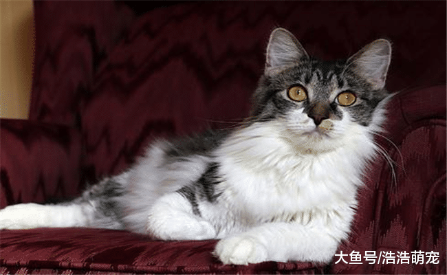 关于猫咪的5个冷知识, 新手都不了解, 养猫超过10年的才知道