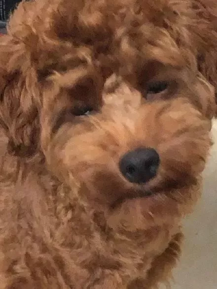 网上举办了一届“最丑狗狗大赛”，千万别看，看就是辣眼睛！