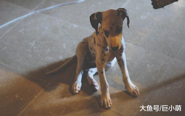 狗狗做错事，不能打还不能骂？训犬师告诉你别骂狗的五个原因