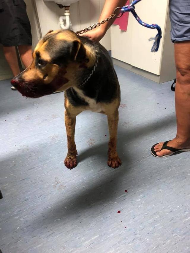 澳洲狗狗慘遭虐待，被主人用鐵鏈鎖頭開車拖行，經搶救后不治身亡