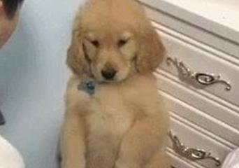 这只狗子成精了, 自己会开笼子门“越狱”, 网友: 快换一把密码锁