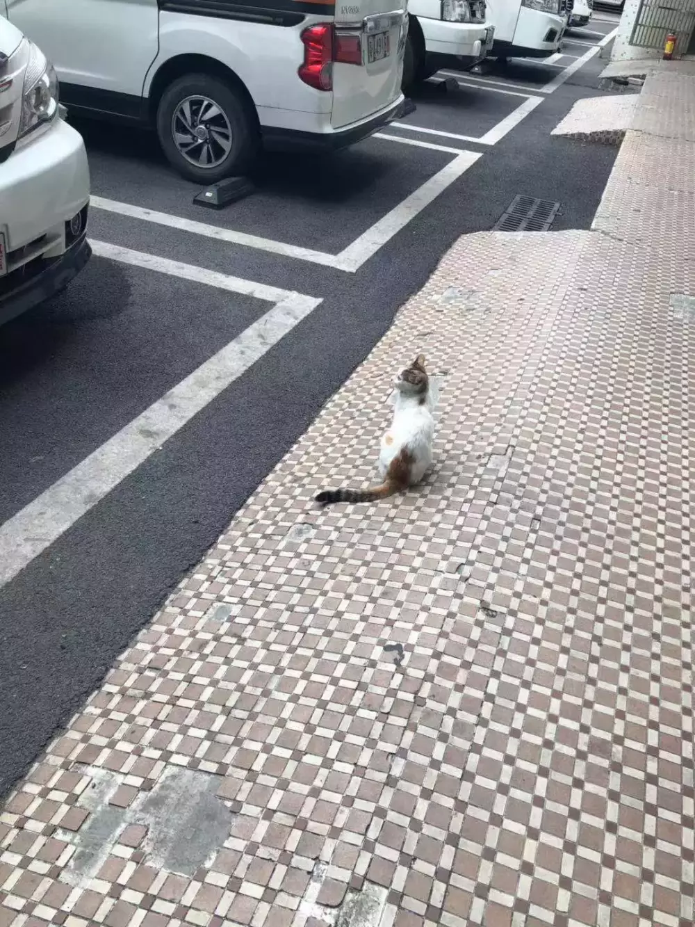 交配季節后，三花貓大鬧警局引得無數公貓爭風吃醋