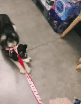 二哈陪主人逛超市，路过香肠区不愿走，狗：不买香肠就不走……