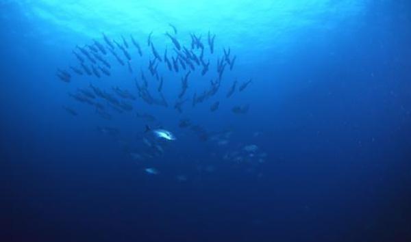 为什么鲸鱼下潜到两千米深没事，而钢铁打造的核潜艇会被压扁？