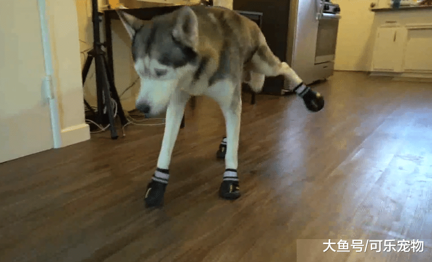 铲屎官给哈士奇穿上鞋，哈士奇连路都不会走了，二哈：这鞋子烫脚