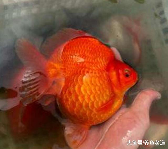 這三種觀賞魚喜慶又容易飼養，可以紅紅火火過大年！
