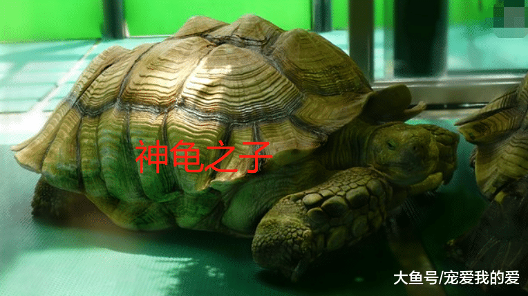 活久见！一只“乌龟”送走“千代人”，如今还健在
