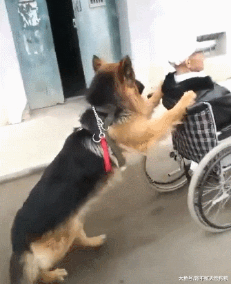 狗狗不会说话，但是它的这些行为是在说爱你