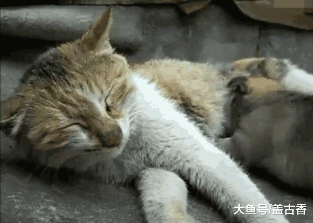 野猫独自抚养流浪小狗，小男孩见后伸出援手，暖心之举感动众人！