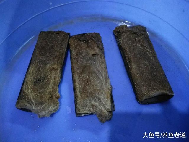 昨天刚换的水今天鱼缸的水色就加深，问题到底出在哪里？