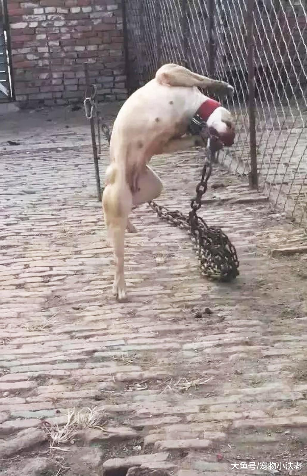 男子将藏獒驯服，便想挑战比特犬，但看到比特犬举动后，直接认怂