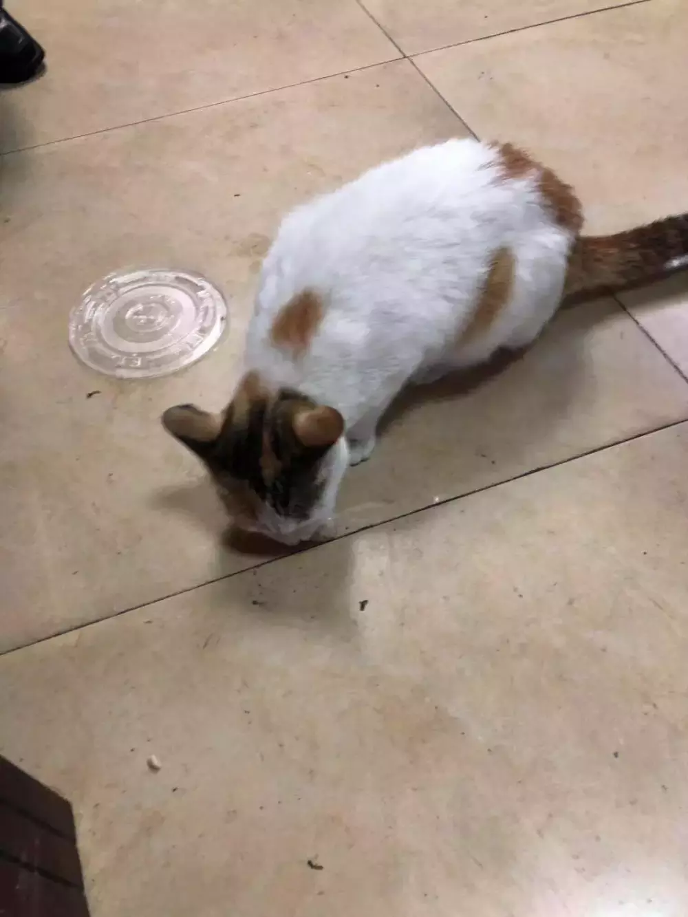 交配季節后，三花貓大鬧警局引得無數公貓爭風吃醋