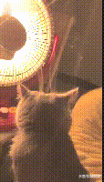 猫咪正在烤火, 主人: 你头顶怎么冒烟了? 猫: 可能是走火入魔了